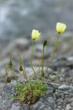 Papaver lapponicum. Цветущее растение с бутонами и незрелым плодом. Кольский п-ов, Хибины, подножие у южного склона массива Кукисвумчорр. 18.06.2013.