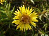 Inula ensifolia