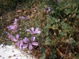 Malva sylvestris