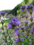 Campanula glomerata. Верхушки цветущих растений. Вологодская обл., Великоустюгский р-н, урочище Опоки, правый берег р. Сухона, крутой каменистый берег. 06.07.2013.