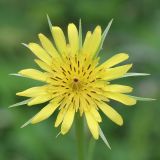 Tragopogon dubius подвид major. Соцветие. Ростовская обл., Неклиновский р-н, Николаевское с/п, балка. 23.05.2014.