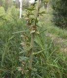 Epipactis helleborine. Часть соцветия. Московская обл., Лотошинский р-н, окр. дер. Савостино. 14.07.2014.