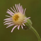 Erigeron acris. Соцветие. Ростовская обл., Неклиновский р-н, Троицкое с/п, дол. р. Миус. 20.07.2014.