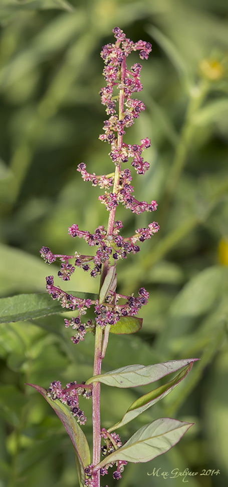 Изображение особи Lipandra polysperma.