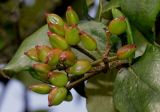 Viburnum × burkwoodii. Невызревшее соплодие. Германия, г. Крефельд, Ботанический сад. 06.09.2014.