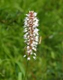 Bistorta officinalis. Соцветие. Юг Красноярского края, Ермаковский р-н, берег р. Ус недалеко от пос. Арадан. Конец июля 2009 г.