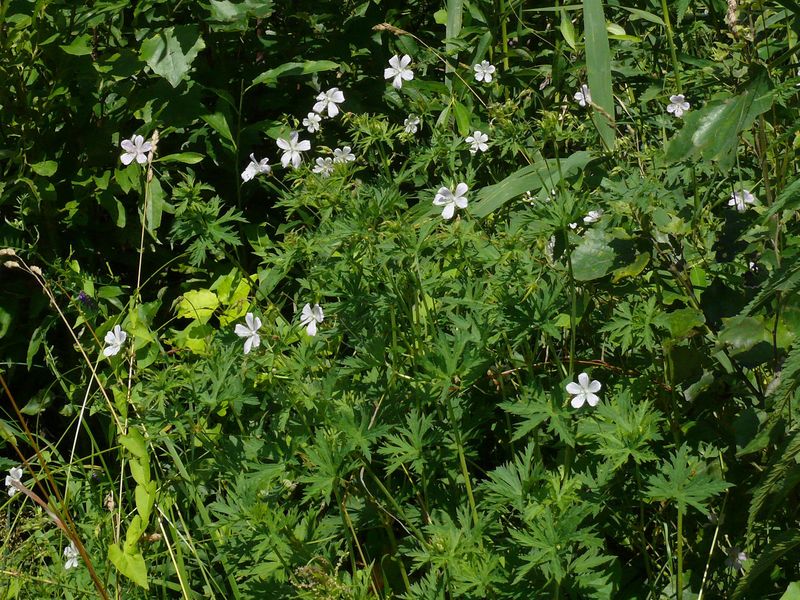 Изображение особи Geranium affine.