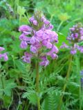 Pedicularis macrochila