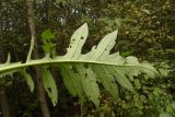 Cirsium oleraceum