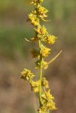 Atriplex littoralis