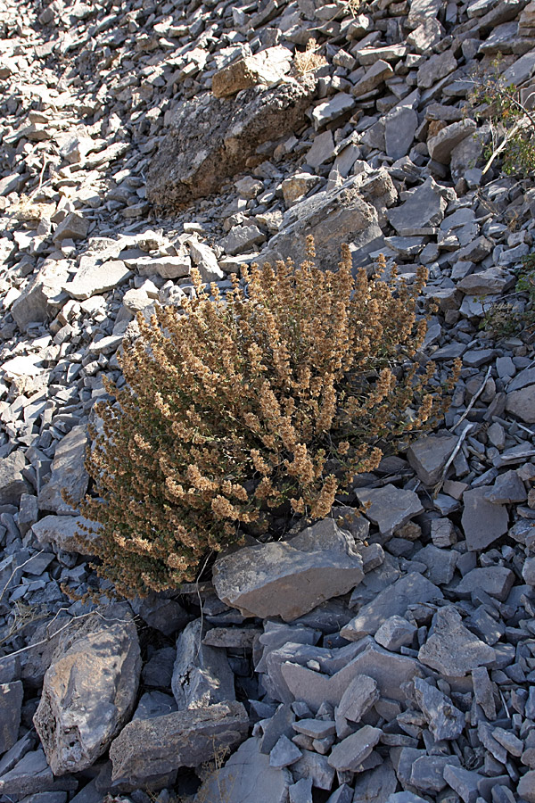 Изображение особи семейство Lamiaceae.