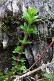 Galium mollugo. Молодой побег. Краснодарский край, Сочи, окр. Хосты, скала. 26.02.2015.