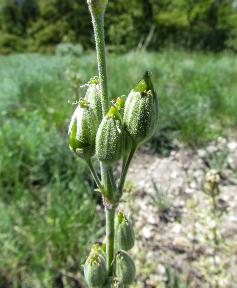 Изображение особи Silene graniticola.