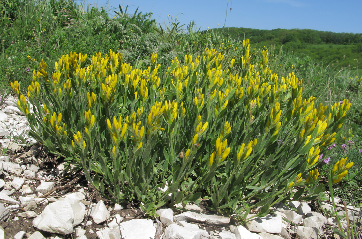 Изображение особи Genista humifusa.