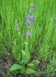 Salvia pratensis