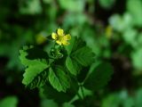 Potentilla centigrana