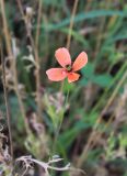 Papaver dubium