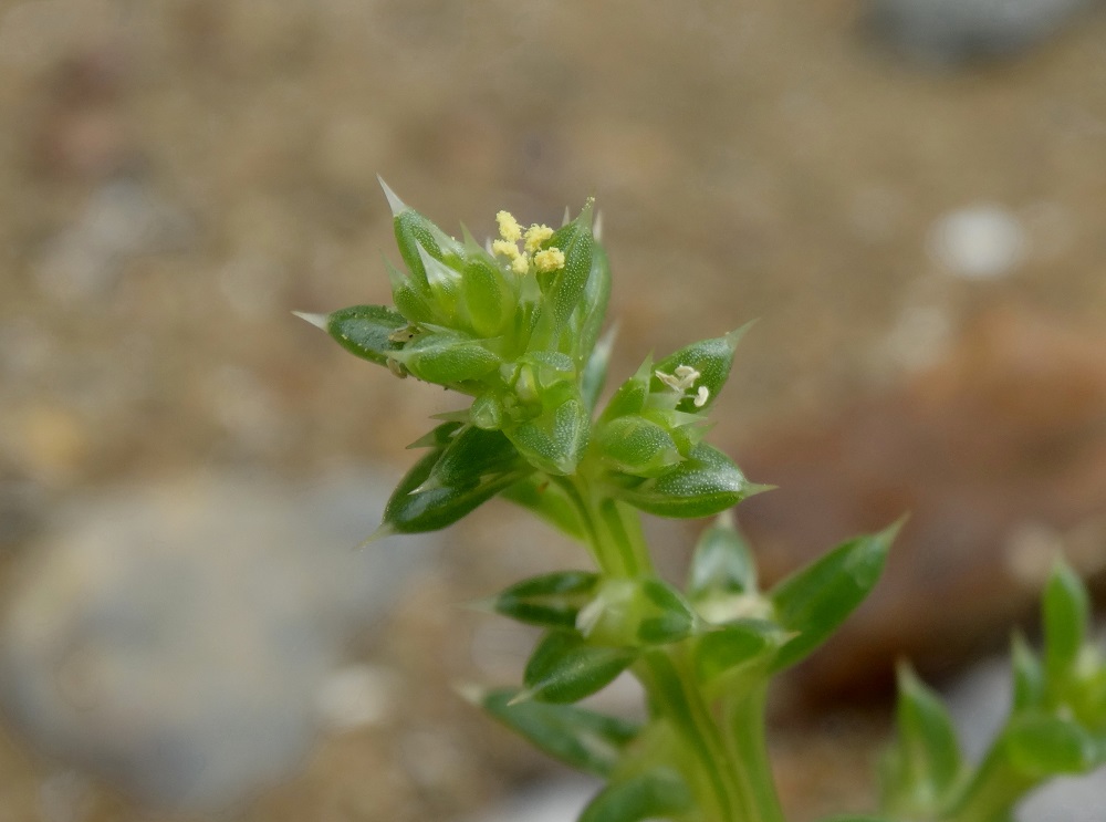 Изображение особи Salsola komarovii.