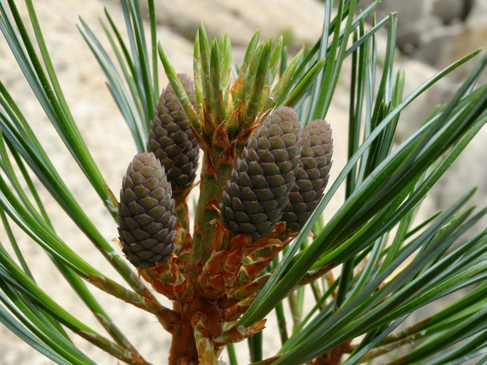 Изображение особи Pinus koraiensis.