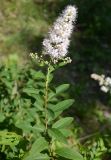 Spiraea salicifolia