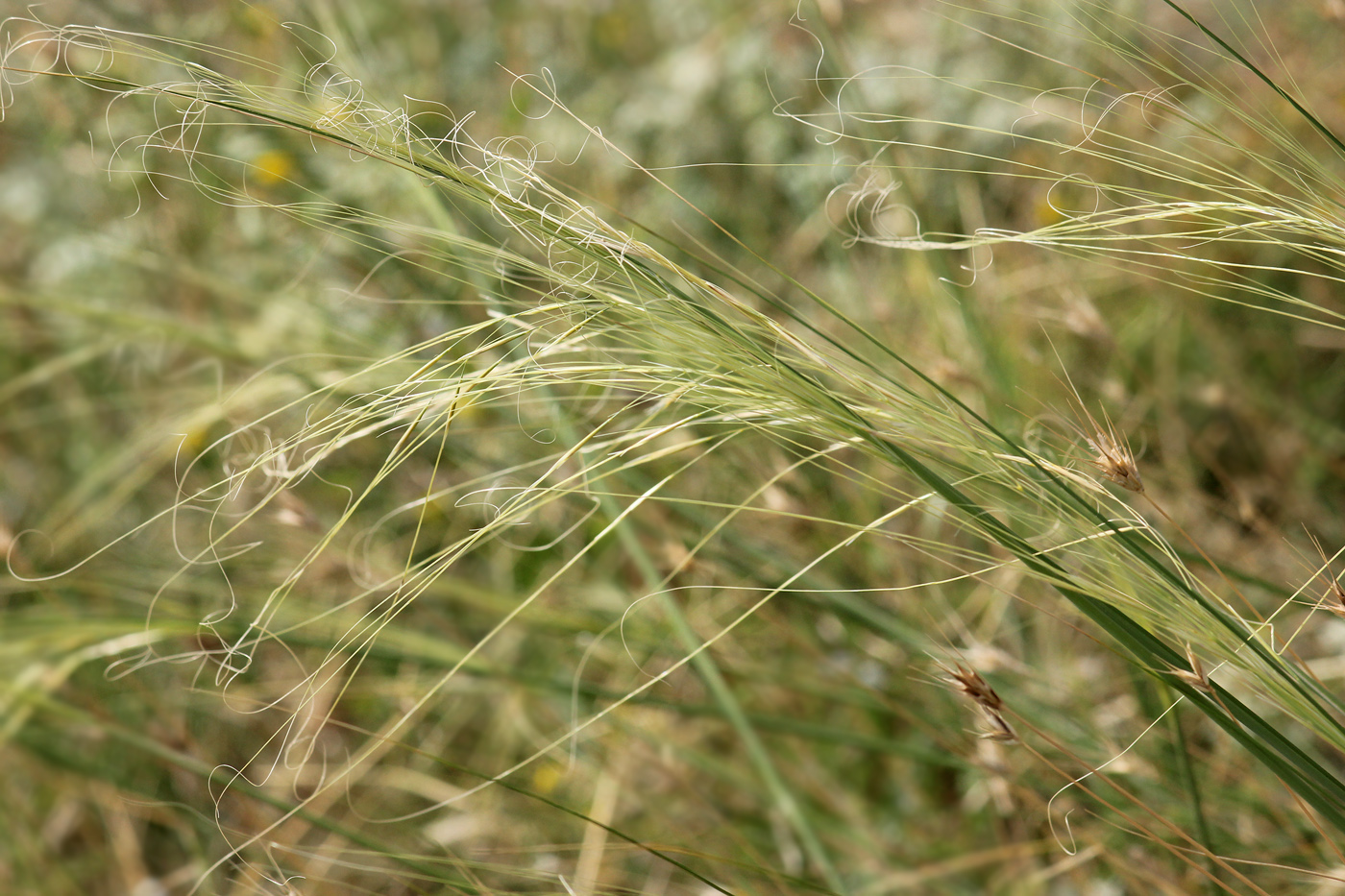 Изображение особи Stipa capillata.