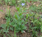 Vinca herbacea. Цветущее растение, отрастающее после пала. Краснодарский край, Усть-Лабинский р-н, окр. станицы Тенгинская, сухой травянистый склон террасы р. Лаба (третичные суглинки). 31.04.2016.