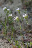 Cerastium pseudobulgaricum. Цветущие растения. Ростовская обл., Усть-Донецкий р-н, Нижне-Кундрюченский заказник, окр. станицы Нижнекундрюченская, на песчаной почве. 13.04.2017.