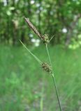 Carex tomentosa