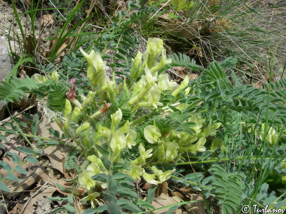 Изображение особи Astragalus utriger.