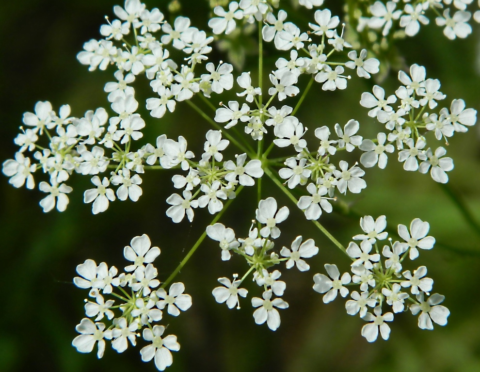 Изображение особи Anthriscus sylvestris.