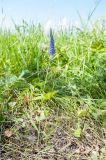 Veronica spicata