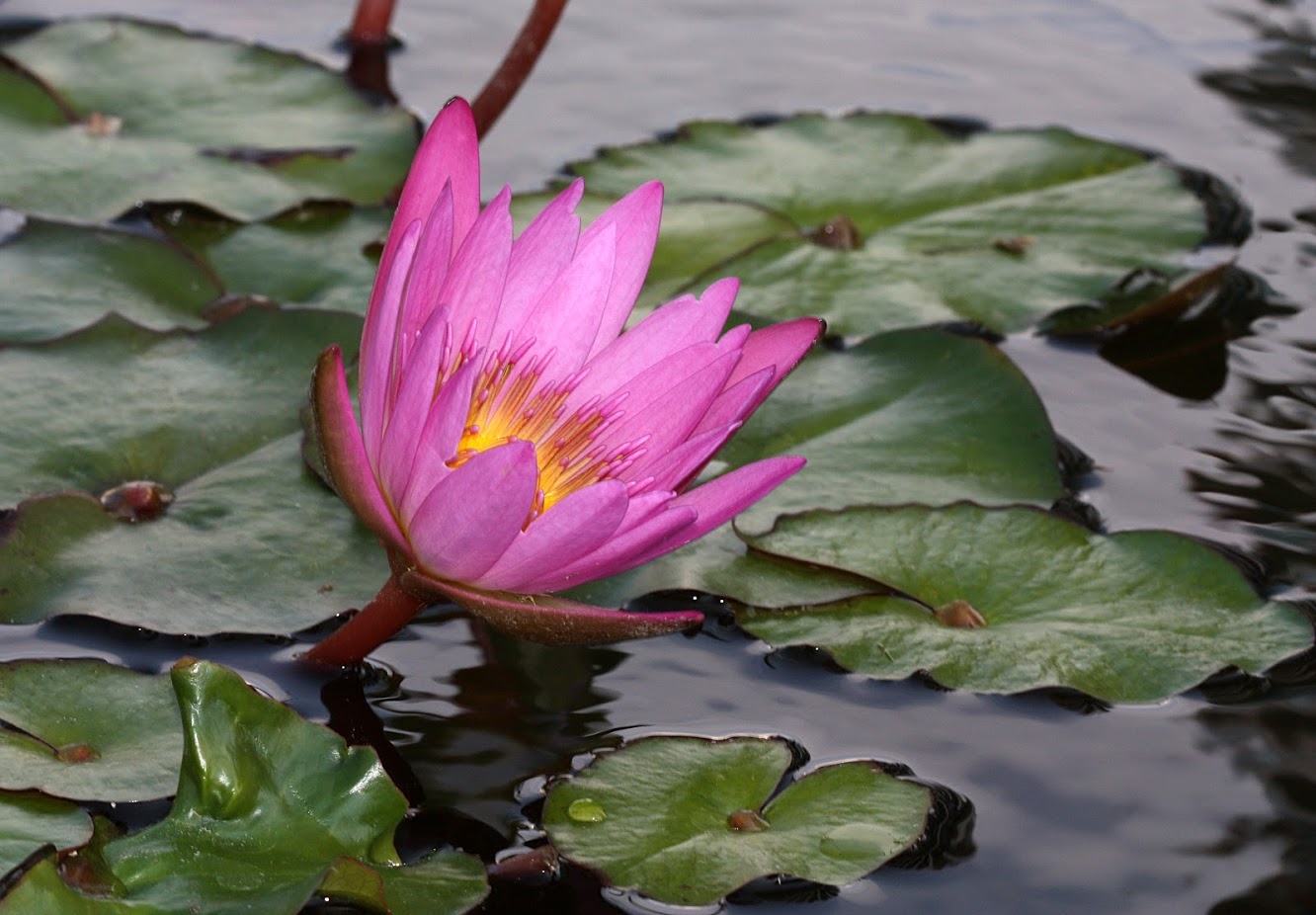 Изображение особи Nymphaea odorata.