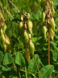 Astragalus frigidus. Незрелое соплодие. Магаданская обл., окр. г. Магадан, устье р. Магаданка, разнотравный склон. 24.07.2017.