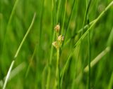 Juncus compressus