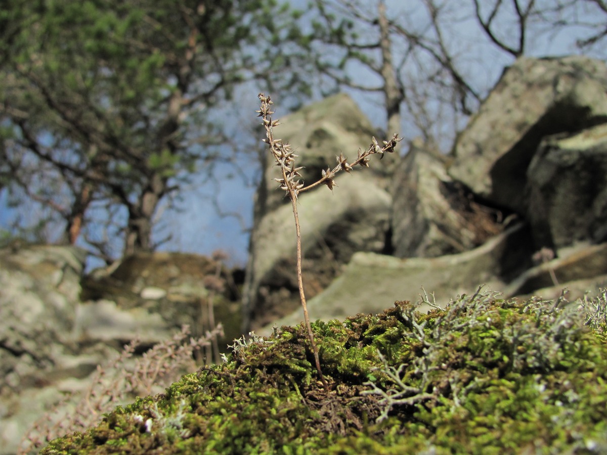 Изображение особи Sedum hispanicum.