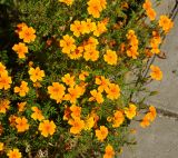 Tagetes tenuifolia. Верхушки побегов с соцветиями. Восточный Казахстан, г. Усть-Каменогорск, Архитектурно-ландшафтный музей-заповедник, в культуре. 25.08.2017.