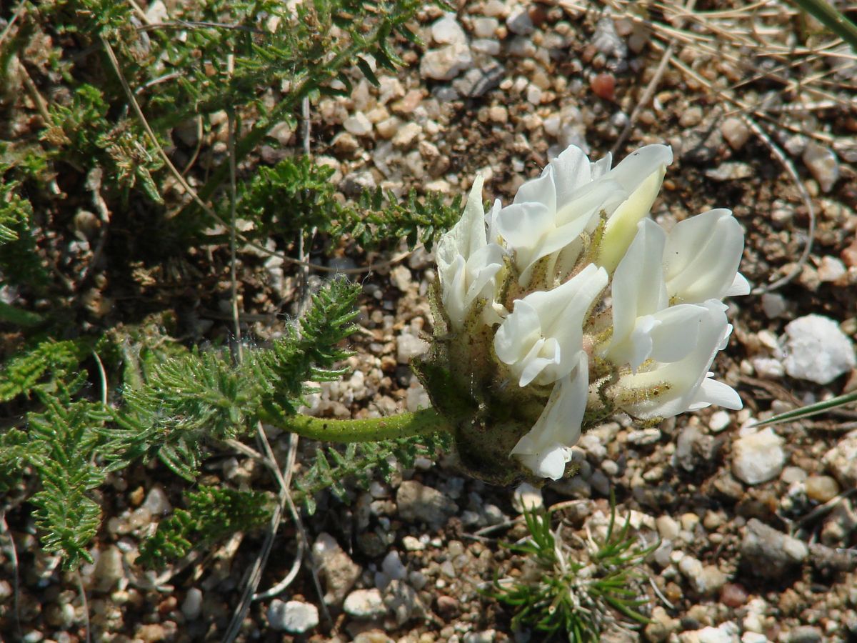 Изображение особи Oxytropis muricata.