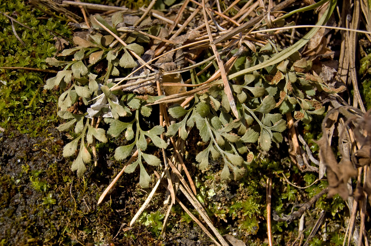 Изображение особи Asplenium ruta-muraria.