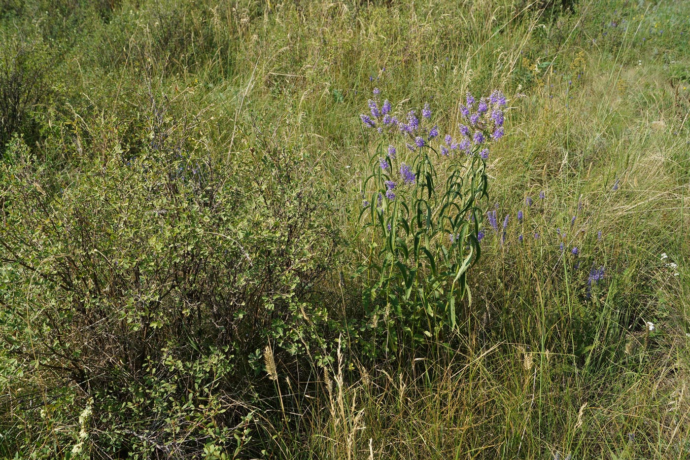 Image of Veronica longifolia specimen.