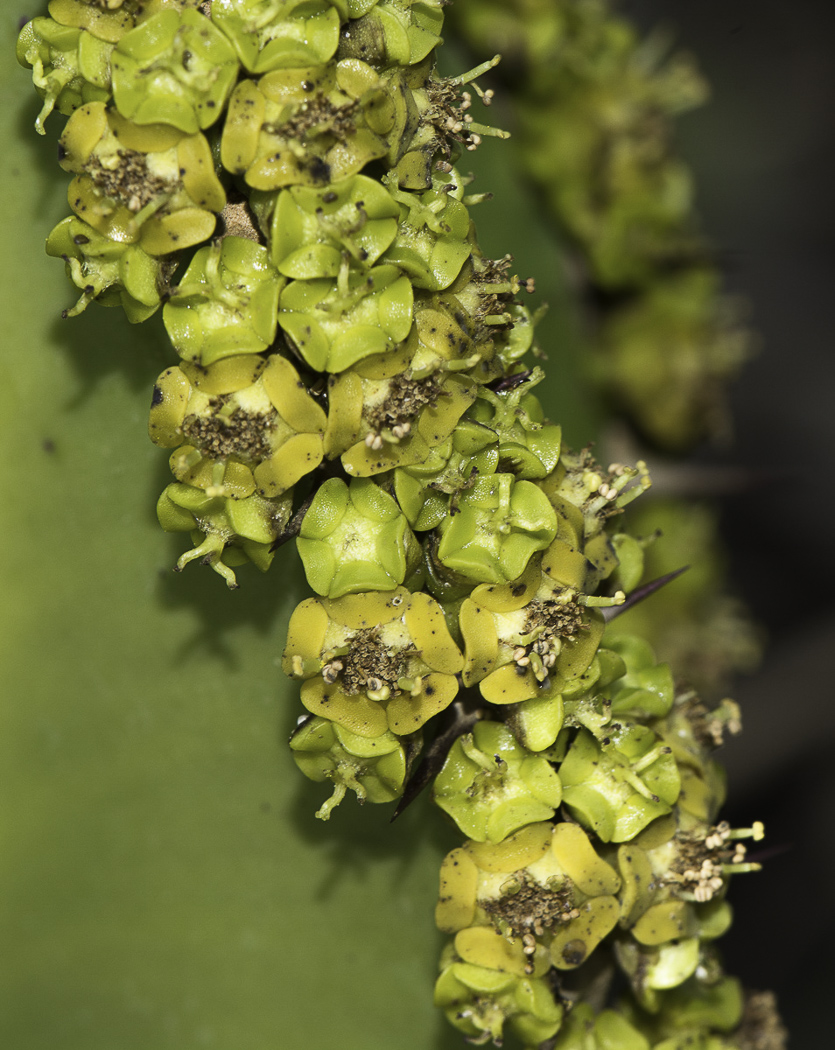 Изображение особи Euphorbia cooperi.