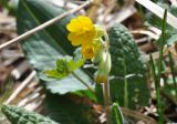 Primula macrocalyx