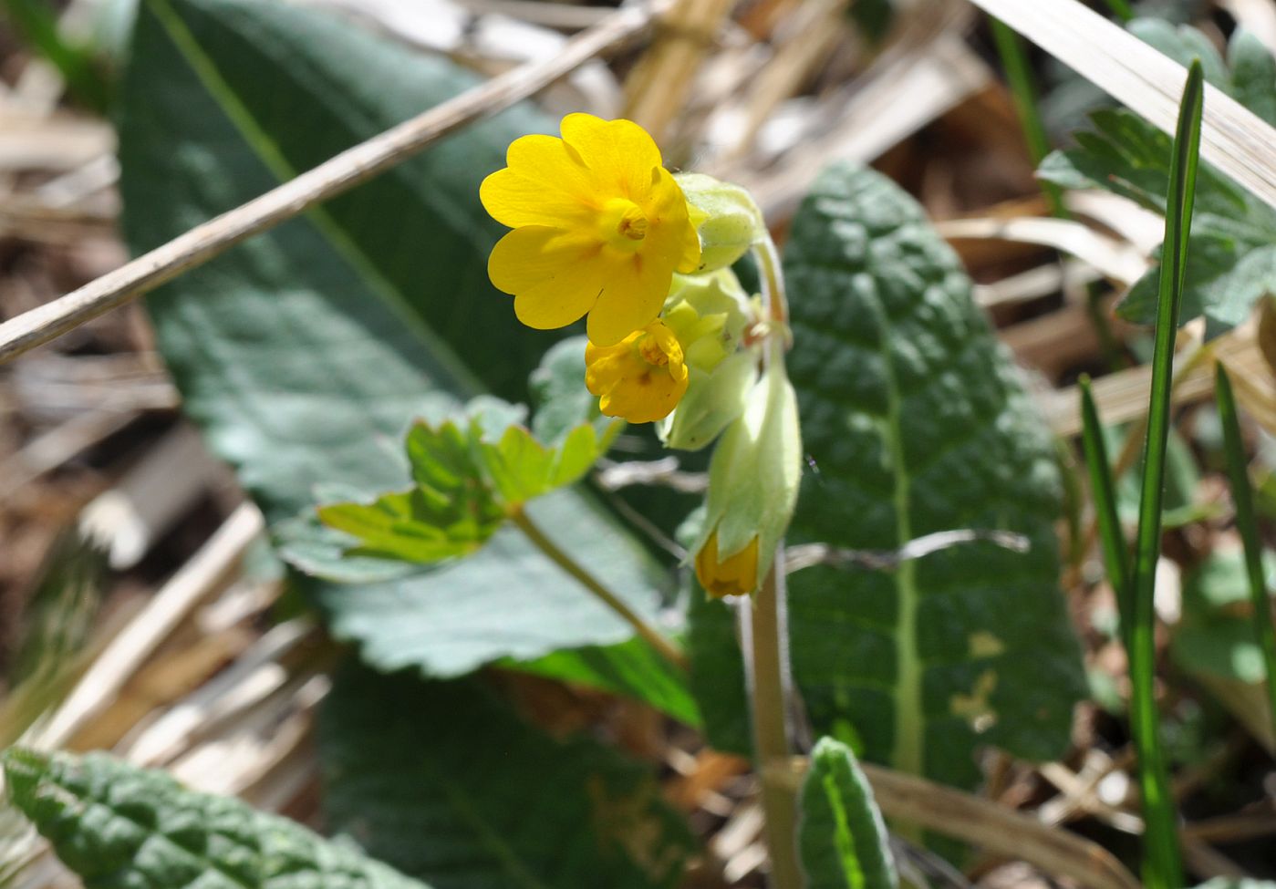 Изображение особи Primula macrocalyx.