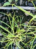 Cyperus fuscus