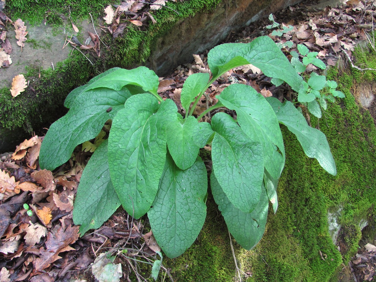 Изображение особи Symphytum tauricum.