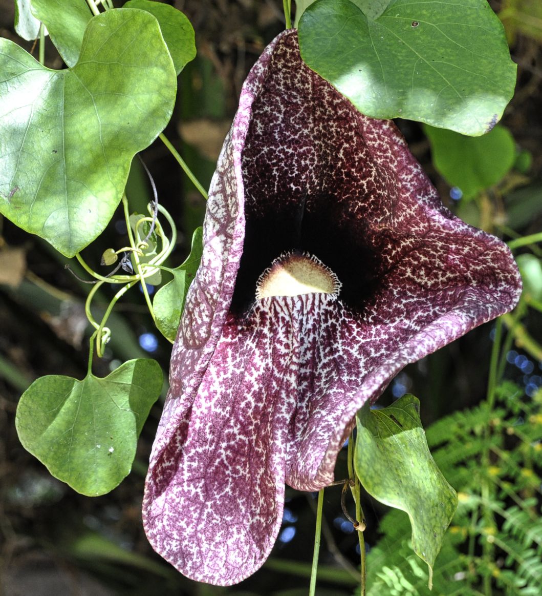 Изображение особи род Aristolochia.