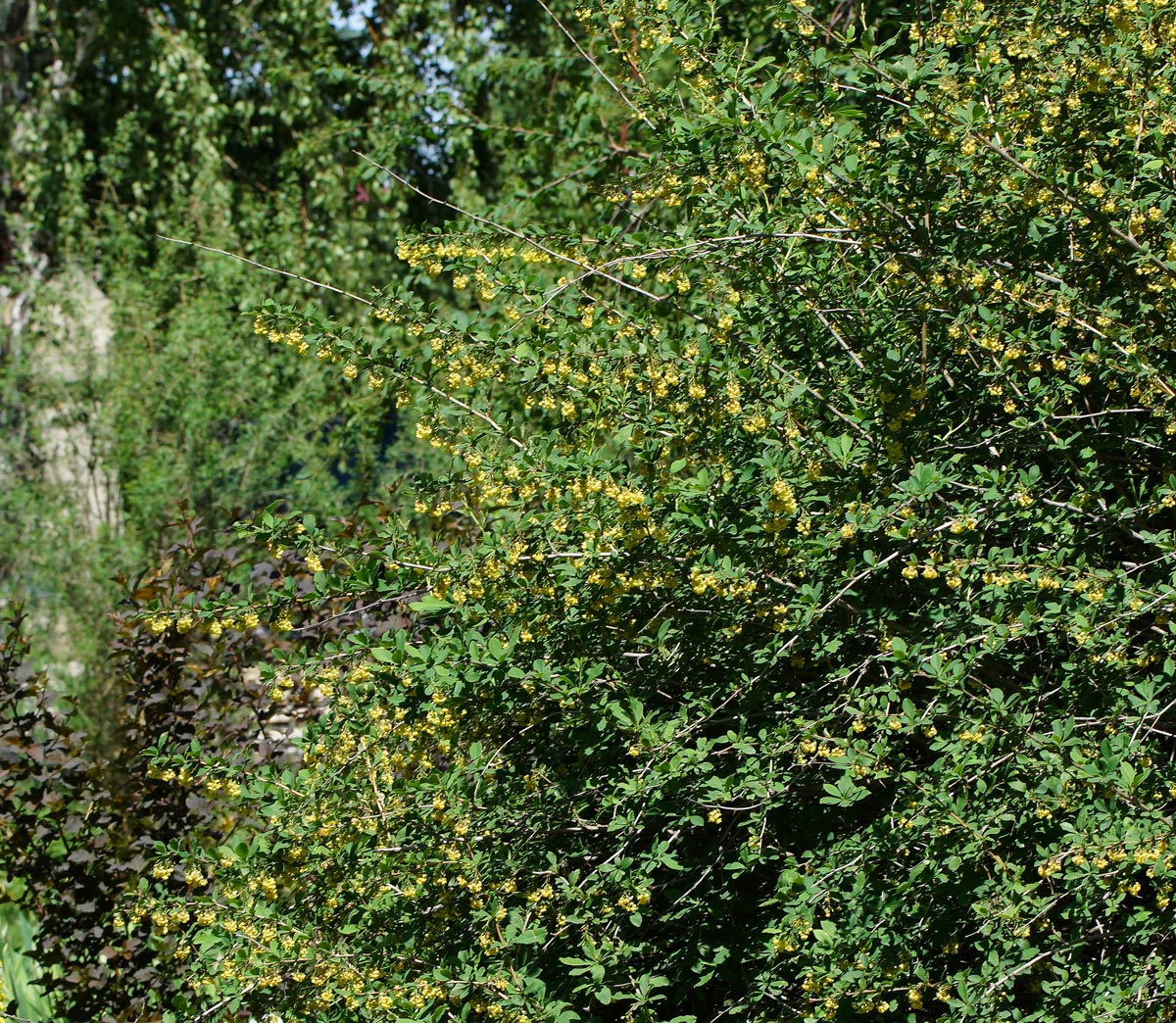 Изображение особи Berberis vulgaris.