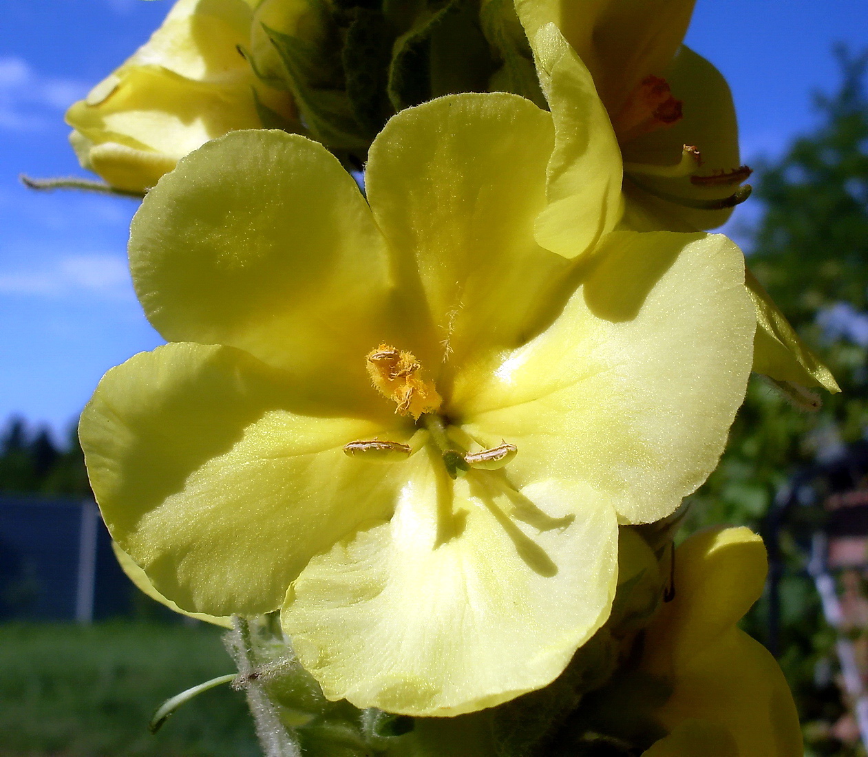 Изображение растения Verbascum densiflorum.