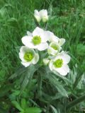 Anemonastrum crinitum