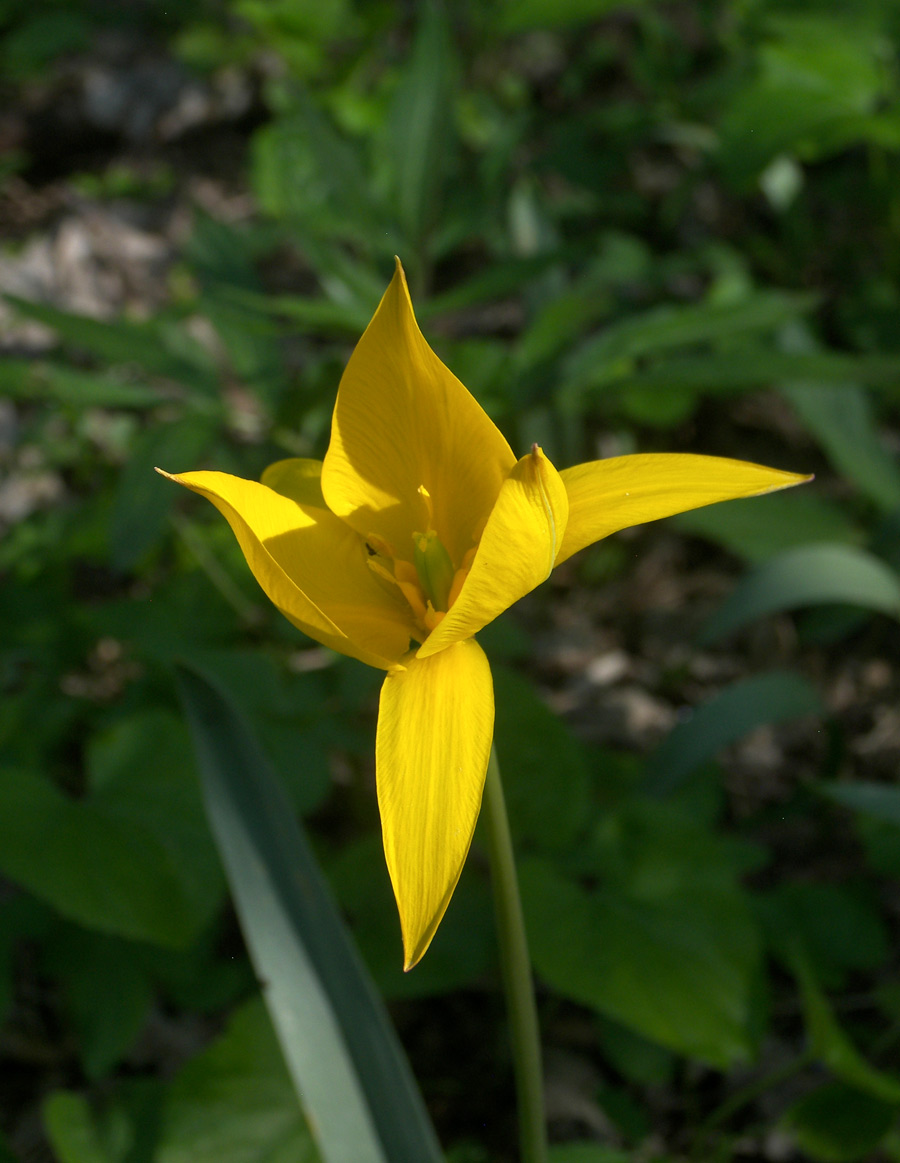 Image of Tulipa biebersteiniana specimen.