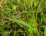 Campanula persicifolia. Средняя часть побега. Пермский край, Кунгурский р-н, левый берег р. Шаква в р-не моста на Рыжково, разнотравный луг. 27 июля 2019 г.